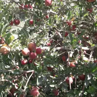 باغچه خوش قالب۶۰۰متری