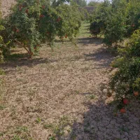 انار قرمز|خوردنی و آشامیدنی|یزد, |دیوار