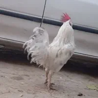 خروس|حیوانات مزرعه|اسلامآباد غرب, |دیوار