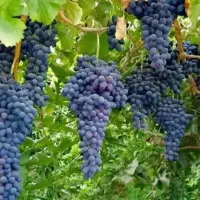 باغ انگور داربستی ترکمن ۴