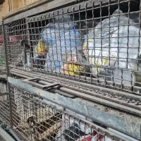 قفس حرفه ای نگهداری سگ مرغ و انواع پرنده ها|لوازم جانبی حیوانات|داراب, |دیوار