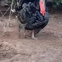 بوقلمون برنز انگلیسی