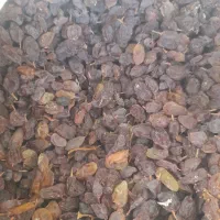 کشمش آفتابی