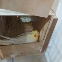 عروس هنلدی|پرنده|قدس, شهر‌قدس|دیوار