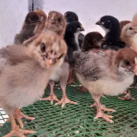 جوجه مرغ یک هفته‌ای