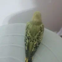 فروش 1جوجه مرغ عشق سرلاکی 30روزه|پرنده|بندرعباس, |دیوار