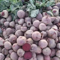 فروش لبوی قرمز