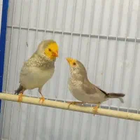 فنچ ستاره ای مولد سینامون سر زرد کیفییت بالا