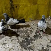 سه عدد کبوتر|پرنده|کبودرآهنگ, |دیوار