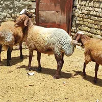 بره نر چاق خونگی حدودا۶۰کیلو