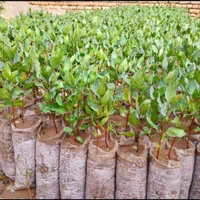 فروش نهال پسته یک ساله