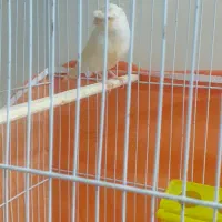 قناری مزایکی نروماده کارداده|پرنده|محمدشهر, شهرک پیام (مهرالبرز)|دیوار