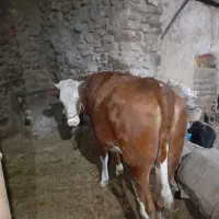 گوساله ماده