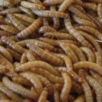 سوسک اصلاح نژاد شده وکرم میلورم|خزنده|الوند, |دیوار