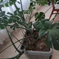 گل خیلی بزرگ برگ انجیری|گل و گیاه طبیعی|تهران, شهرک آزادی|دیوار