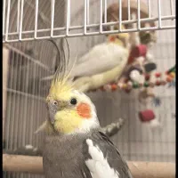 فروش فوری عروس هلندی نر همراه با قفس و لونه