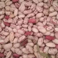 لوبیا چیتی
