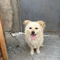 سگ پاکوتاه