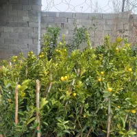 فروش انواع نهال