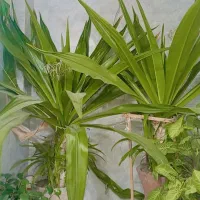 گل سوسن  عنکبوتی