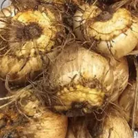پیاز زعفران
