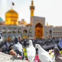 تور ریلی مشهد مقدس قطار ۴ تخته|تور و چارتر|تهران, افسریه|دیوار