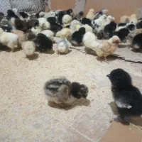 فروش جوجه