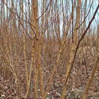 نهال گران نخرید از من تولید کننده بخرید|عمدهفروشی|شهرکرد, |دیوار