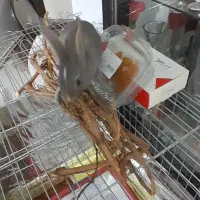 واگذاری بچه خرگوش|موش و خرگوش|قدس, شهر‌قدس|دیوار