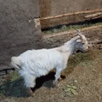 بزغاله ماده تکه خورده|حیوانات مزرعه|قم, باجک یک|دیوار