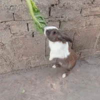 خرگوش|موش و خرگوش|ایذه, |دیوار