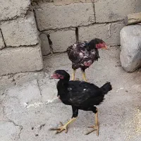 مرغ وخروس لاری