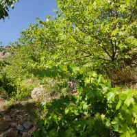 باغ سیسخت|فروش زمین و ملک کلنگی|سی‌سخت, |دیوار