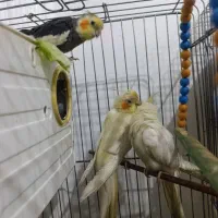 عروس هلندی جفت بای دونه جوجه بزرگ