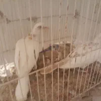 مجسمه قناری|مجسمه، تندیس، ماکت|زابل, |دیوار