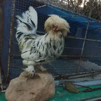 جوجه تزعینی