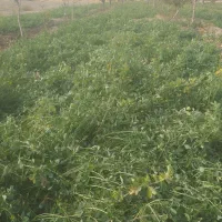 فروش علف یونجه خالص|حیوانات مزرعه|بناب, |دیوار