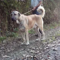 سگ. خراسانی سرابی پژدر الابای