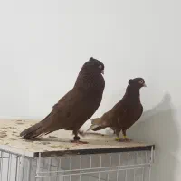 کبوتر جفت سینه سرور