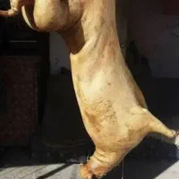 گوسفند لندی بره نر ماده میش قوچ بزغاله زنده دام