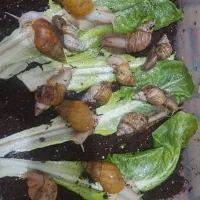 تخم حلزون|خزنده|شیراز, شهرک مهرگان|دیوار