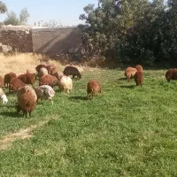 بره نر|حیوانات مزرعه|قروه, |دیوار