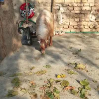 بزغاله نروماده چاق برای کشتن عالی|حیوانات مزرعه|سرخنکلاته, |دیوار