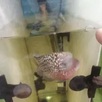 فلاور وارداتی کامفا و رد دراگون بیگ هد|ماهی|تهران, مولوی|دیوار