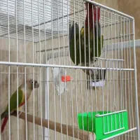 جفت گرینچیک مولد به شرط تخم و جوجه فریمان