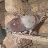 همه سالمند، عیبی ندارند.همه گشتی با شرط.|پرنده|خزل, |دیوار