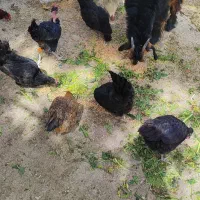 مرغ محلی تخمگذار