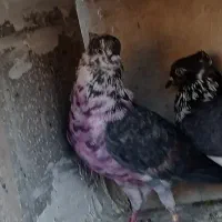 کفتر پرشی گرو