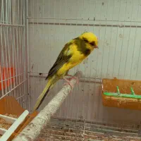 قناری رسمی بلند آماده جوجه قناری