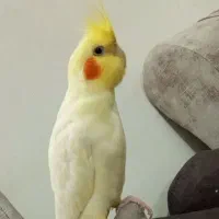 گمشده .مژدگانی